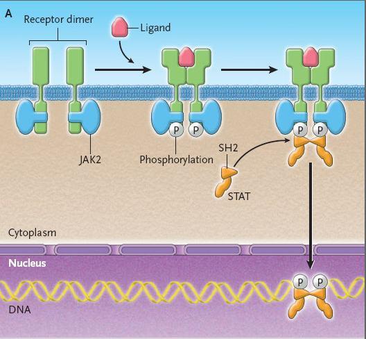 Involvement of Janus Kinases in Cytokine Signal