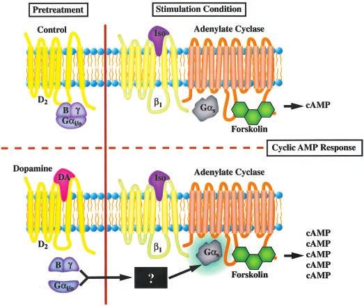 This enhanced responsiveness or heterologous sensitization of adenylate cyclase has also been referred to as camp overshoot, supersensitivity, supersensitization, and superactivation of adenylate
