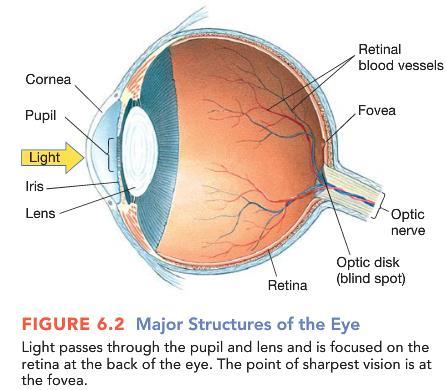 Figure 2. Major Structures of the Eye.