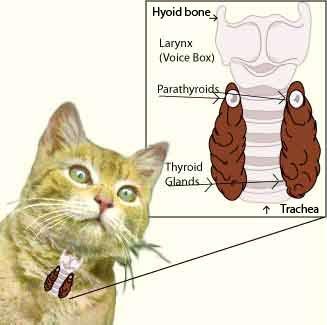Peer Reviewed CE Article #1 Feline Hyperthyroidism: The Signs Are Recognizable, but What Happens in the Body? Tina M.