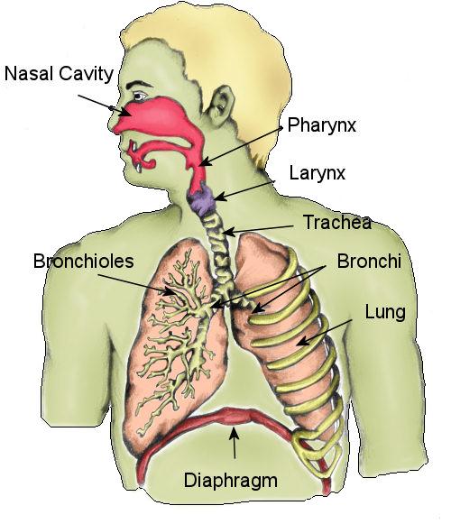 1. Nasal cavity Alveoli