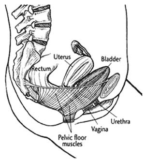 PELVIC FLOOR MUSCLE EXERCISES FOR WOMEN This leaflet explains what pelvic floor muscle exercises are and how to do these correctly.