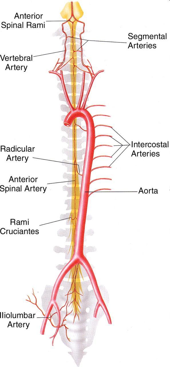 Anatomy of the Arterial Supply 1. Major anterior segmental medullary artery 2. Artery of the lumbar enlargement 3.