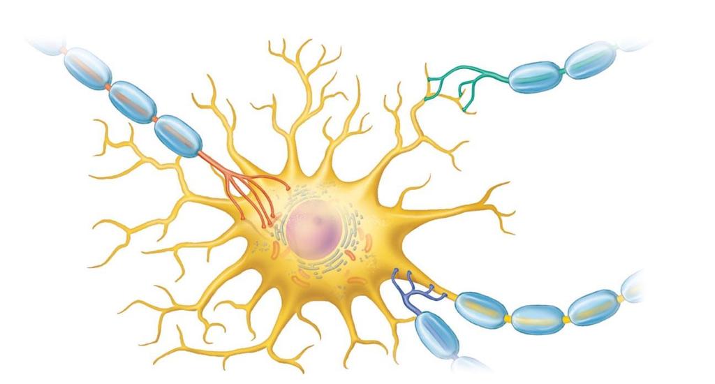 Synapse = Junction btwn 2 neurons