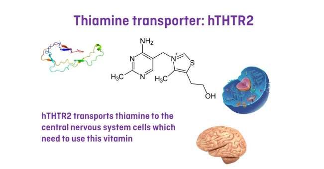 WHAT IS THE THIAMINE TRANSPORTER TYPE 2 (hthtr2) AND WHAT IS ITS FUNCTION?