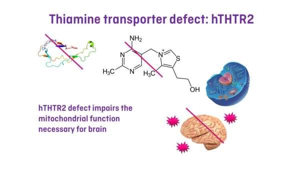 When the thiamine transporter type 2 does not work correctly different diseases occur with some common features, probably due to the alteration of mitochondrial energy production
