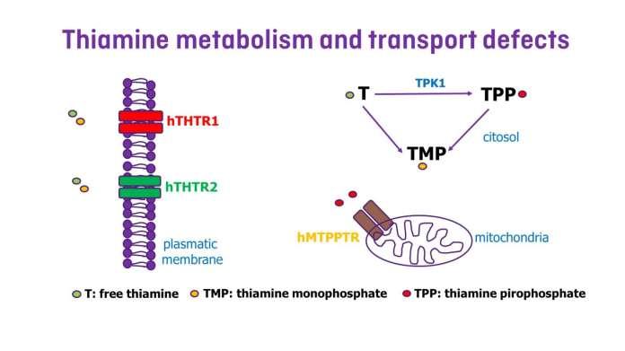 1) hthtr1 transporter deficiency, caused by mutations in the SLC19A2 gene, associated with a triad of thiamineresponsive megaloblastic anemia, non-autoimmune diabetes mellitus, and early-onset