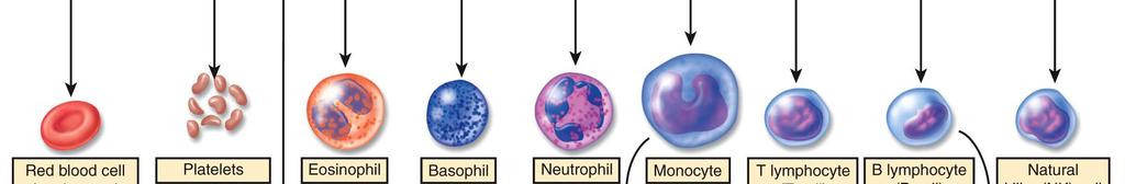 Functions and Properties of Blood Formation of Blood Cells Lymphocytes are able to live for years while most other blood cells