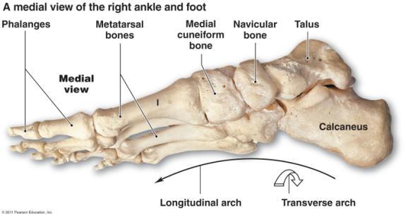Longitudinal arches Ankle and Foot Ball of foot (Medial, Lateral) 36 Arches of the Foot Figure from: Tortora and Grabowski,