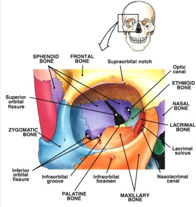 Axial Skeleton the Orbit Figure: Martini, Anatomy & Physiology, Prentice Hall, 2001 Right See Fig. 7.