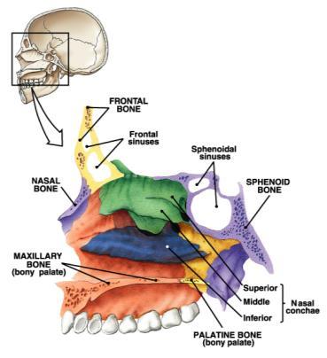 F M E L M N Inferior orbital fissure Maxillary branch of trigeminal nerve Infraorbital groove Infraorbital nerve, maxillary branch of trigeminal nerve, infraorbital artery Lacrimal sulcus Lacrimal