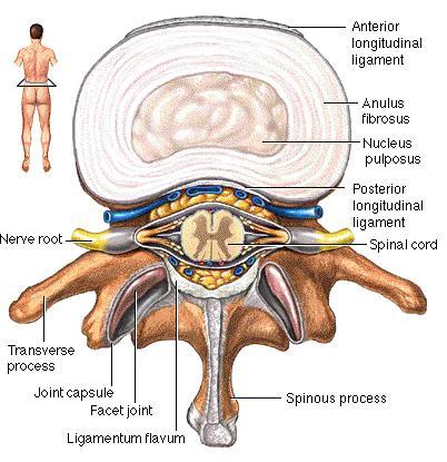 Intervertebral Discs Figure: Martini, Anatomy &