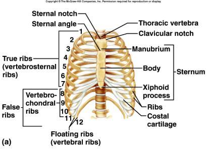 Axial Skeleton - Thoracic Cage Ribs Sternum Thoracic vertebrae Costal