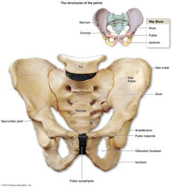 Review of the Pelvic Girdle Figure from: Martini s Visual A&P, 1 st edition, 2011 Anterior Posterior