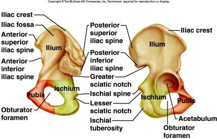 ilium iliac crest iliac spines greater sciatic notch ischium ischial spines lesser sciatic notch ischial