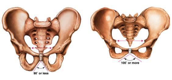 Male-Female Pelvic Differences Male Female 1. Iliac bones are more flared in the female; hips are broader 2. Pubic angle is greater in the female pelvis 3.