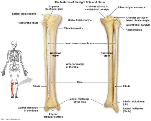 Femur * * 31 Bones of Lower Leg: Tibia, Fibula Figure from: Martini s Visual A&P, 1