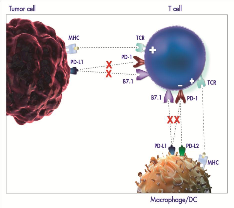 Tumor PD-L1 enables cancer immune evasion Anti-PDL1 inhibits