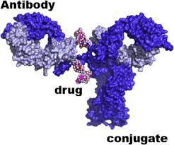 Antibody Drug