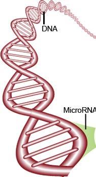 mirna: Master Regulator of Gene Expression DNA The Blueprint mrna The Messenger Protein The Workhorse Average: 1400 nt