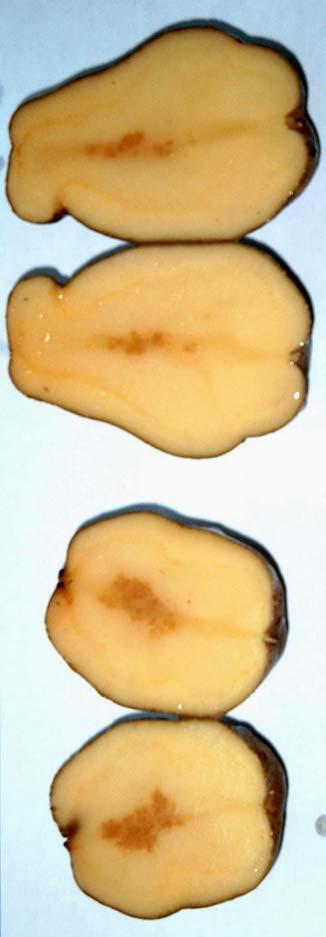 Calcium & Internal Brown Spot (IBS) Ca in the inner part of tubers: Slight variations can make the difference % of IBS 60