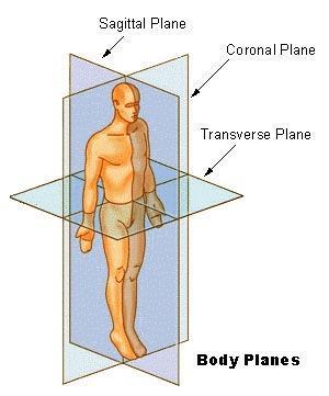 1 2 3 Frontal Plane (coronal) a vertical plane running from side to side; divides the body or any of its parts into anterior and posterior portions.