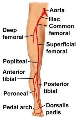 Background Lower extremity anatomy (below the inguinal ligament) Anatomy and disease