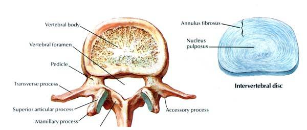 I. Anatomy of the Intervertebral Disc Annulus