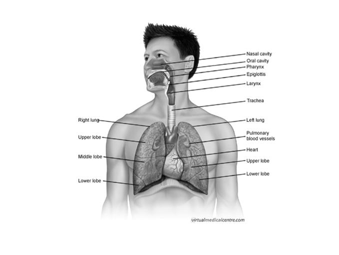 Breathing We Must Have: AIRWAY & HEART ANOTOMY Patent airway Intact System
