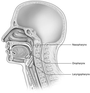 of the Upper Airway Nasal Cavity Oral Cavity Pharynx Nasopharynx Oropharynx