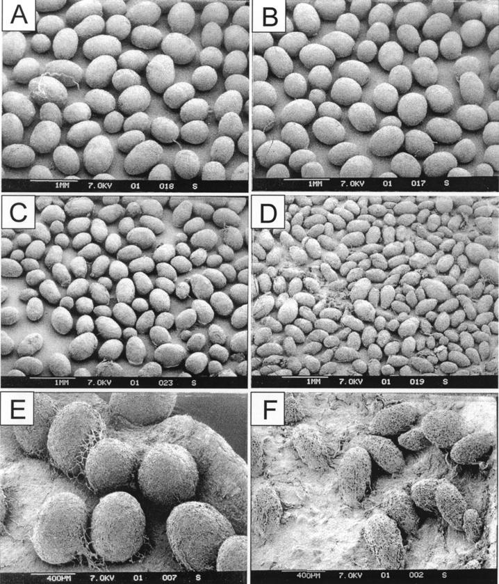 45 Figure 2. Comparison of size, shape and surface structure of the sclerotia produced by isogenic A. parasiticus strains grown on PDA medium.