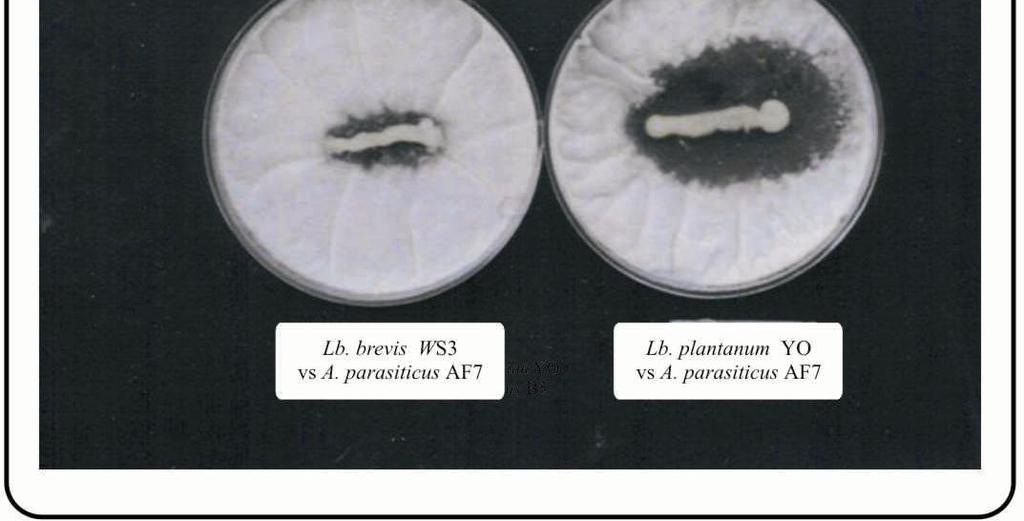 parasiticus C2 ++ (9 mm) - (0) d (1 mm) + (5 mm) ++ (8 mm) ++(10 mm) A. flavus B4 d (1 mm) - (0) - (0) ++ (8 mm) d (1 mm) ++ (6 mm) A.
