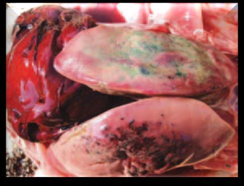 In birds from the control groups no pathoanatomic or histopathological changes in liver were observed.