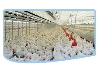Trial results show that addition of Minazel Plus in broiler feed has: