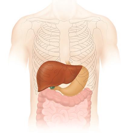 Liver Largest internal organ Can re-grow Filter of the