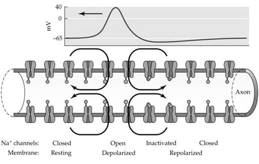 Nerve Impulses 1. Action potential: all-or-none response A. size, amplitude, and velocity are independent of the intensity of the stimulus that initiated it 2.