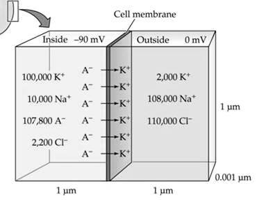 on the membrane 11 Figure 12.