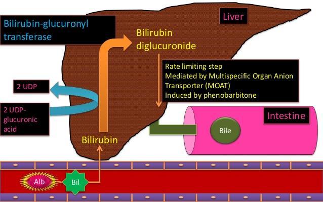 B- Bilirubin Conjugation In hepatocytes, in the smooth ER, about 80% of bilirubin conjugates with uridine diphospho-glucuronic acid (UDPGA).
