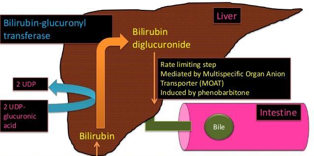 B- Bilirubin Secretion in Bile Cholebilirubin is actively secreted via the liver cells by an active transport process into the bile canaliculi giving bile its color.