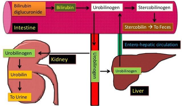 o Most of urobilinogen (70%) is converted into stercobilinogen in the intestine, oxidized and excreted in the feces as stercobilin that