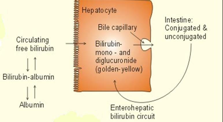 Transport of Bilirubin in Plasma The free bilirubin is hydrophobic, immediately combines with plasma proteins (mainly albumin and globulin) forming a water soluble compound (hemobilirubin,