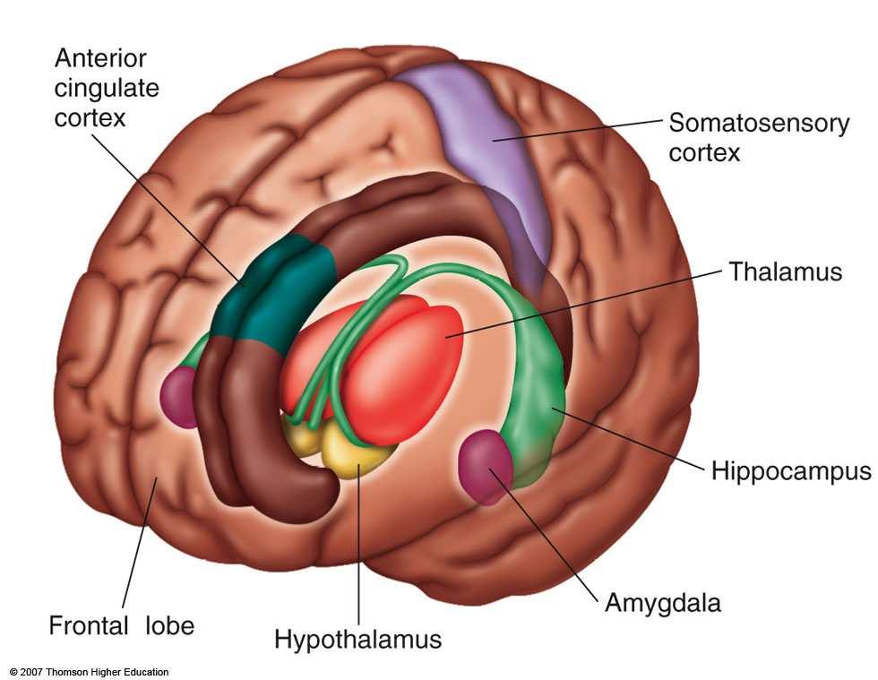 Signals from nociceptors travel up the spinothalamic pathway and activate: (1) Subcortical areas including the hypothalamus, limbic system, and the thalamus (2)