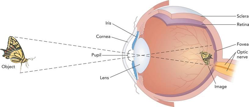 Anatomy of the Eye The Retina Neural Message
