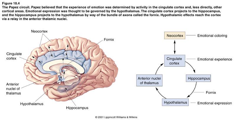 Brain Mechanisms of Emotion 1 of 6 I. WHAT IS AN EMOTION? A. Three components (Oately & Jenkins, 1996) 1.