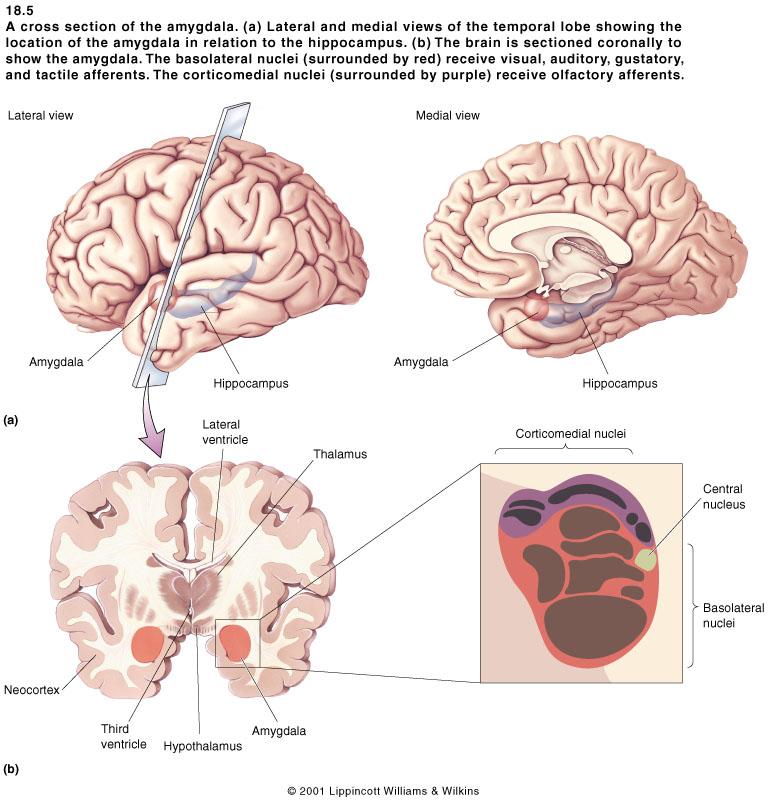 Brain Mechanisms of Emotion 2 of 6 a) we have no solid evidence that makes a 1-to-1 link between a brain area and an emotion III. FEAR AND ANXIETY A.