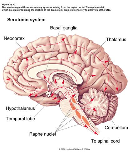 Brain Mechanisms of Emotion 5 of 6 F. Serotonin and aggression 1.