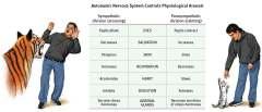 Emotions and the Autonomic Nervous System Physiological
