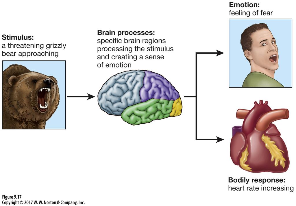 There Are Three Major Theories Cannon-Bard theory of Emotion (4) Emotions and bodily