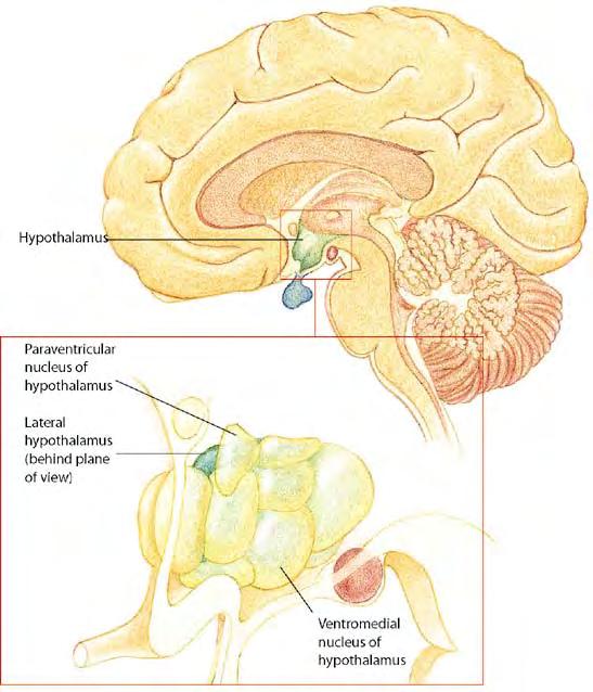 Hypothalamus- part of the brain that regulates many biological factors. When the lateral hypothalamus is lesioned animals lose complete interest in eating.