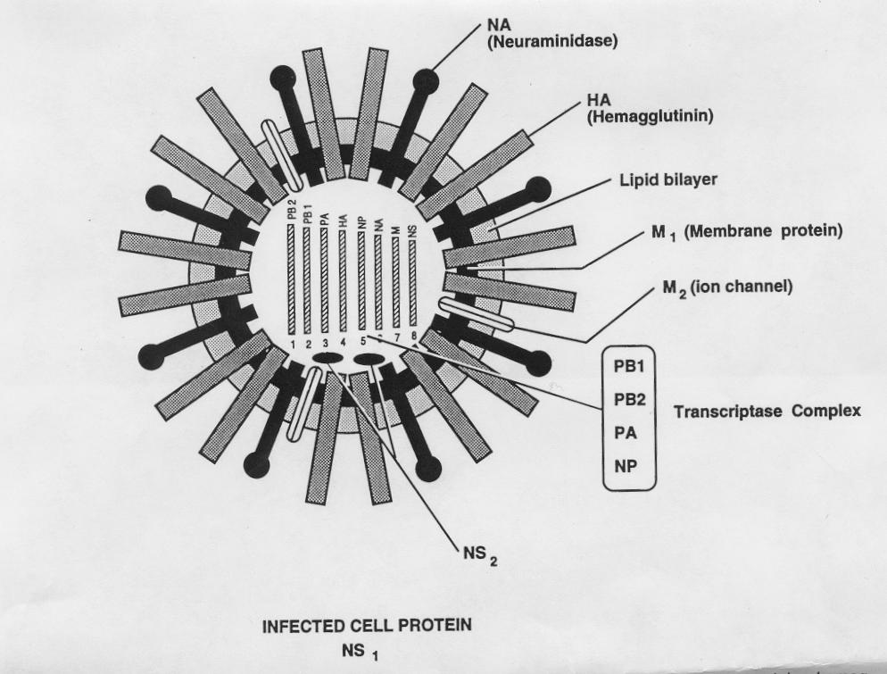 INFLUENZA A VIRUS Structure of